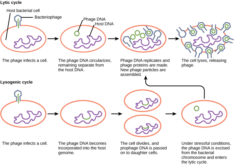 Phage Cycles