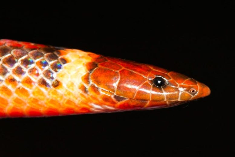 Phalotris shawnella Snake 3