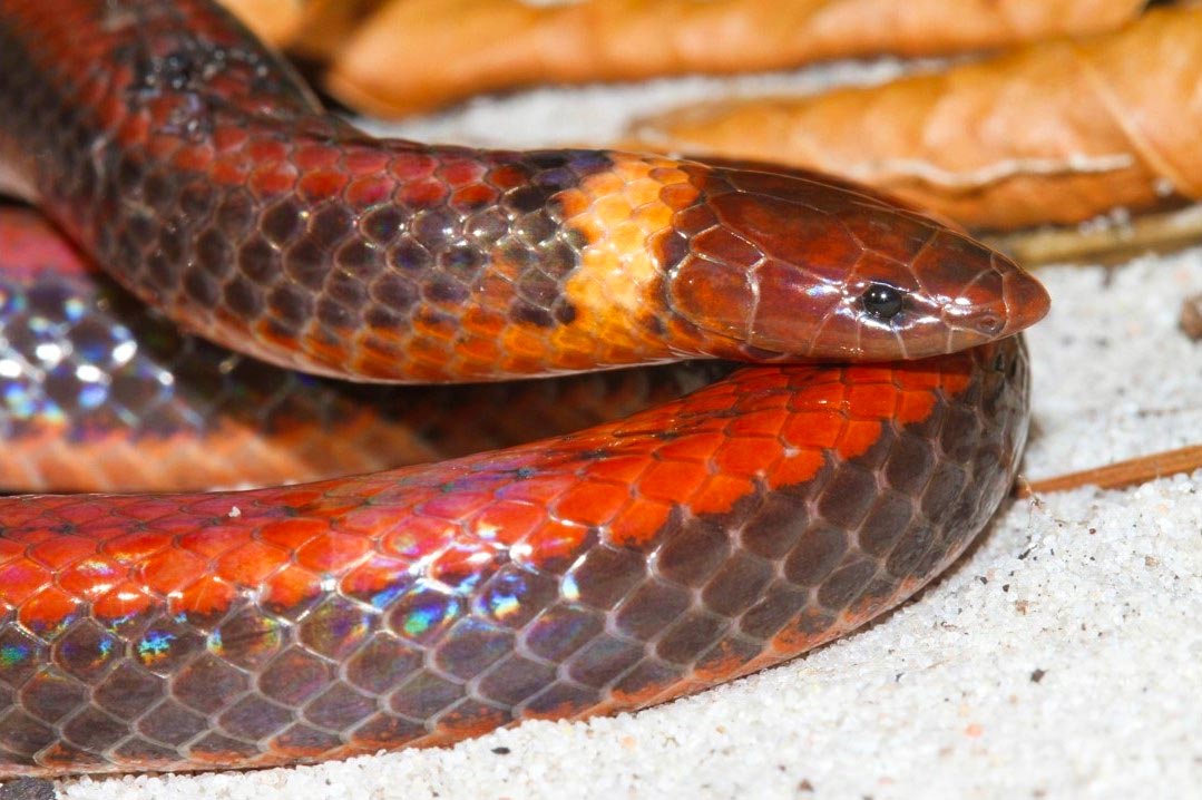 Three new snake species discovered in graveyards