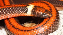 Phalotris shawnella Snake 5