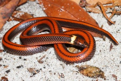 Phalotris shawnella Snake 6