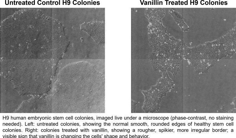 Phase Contrast Images of H9 Stem Cell Colonies