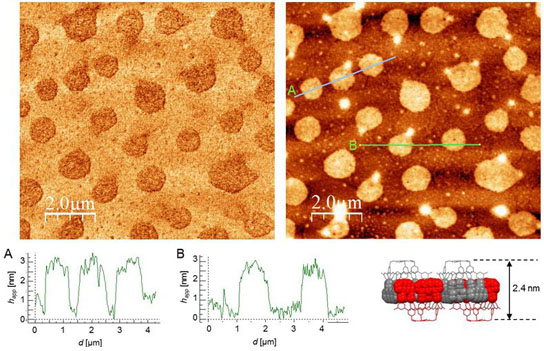 Phase-contrast (left) and height-contrast (right) atomic force microscopy images of individual planes of two-dimensional polymers on mica