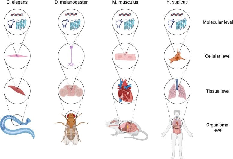 Phenotypic Changes Across Levels of Biological Complexity