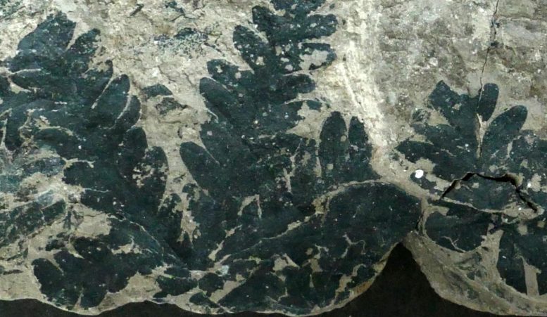 Phlebopteris Fern Fossil From Pechgraben