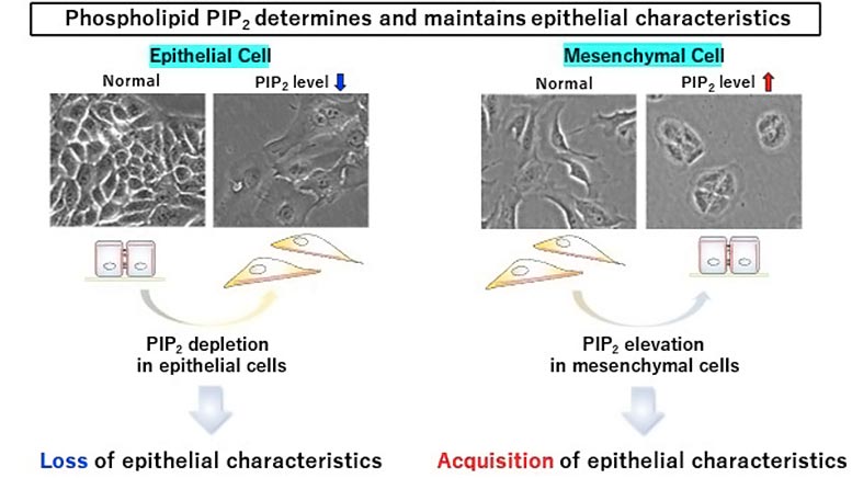 Phospholipid PIP2