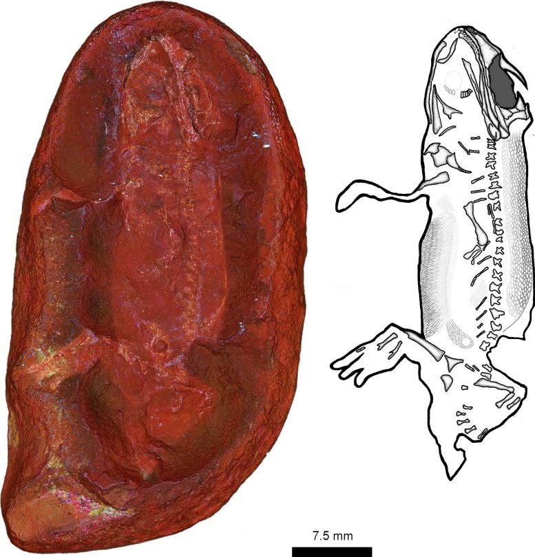 Photo and Illustration of the Fossil of Jeanerpeton Mazonensis