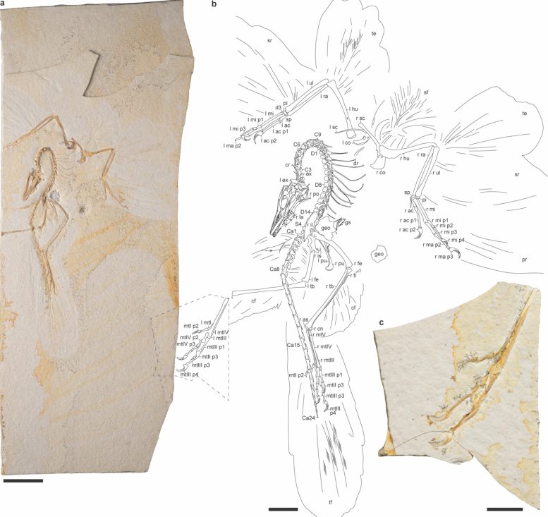 Photograph and Interpretive Line Drawing of the Chicago Archaeopteryx