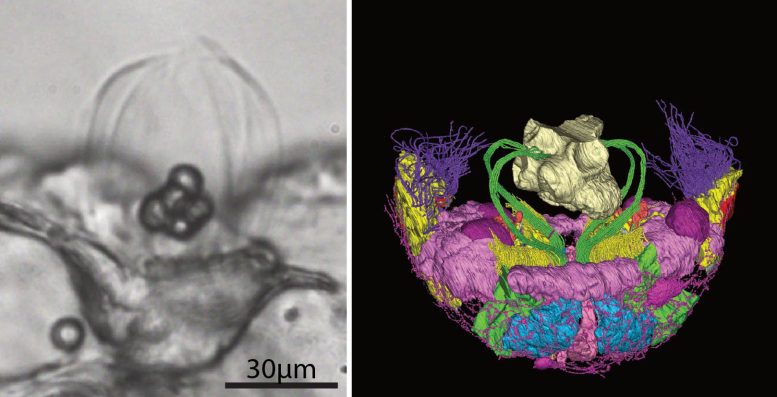 Photograph of a Young Ctenophore&rsquo;s Aboral Organ