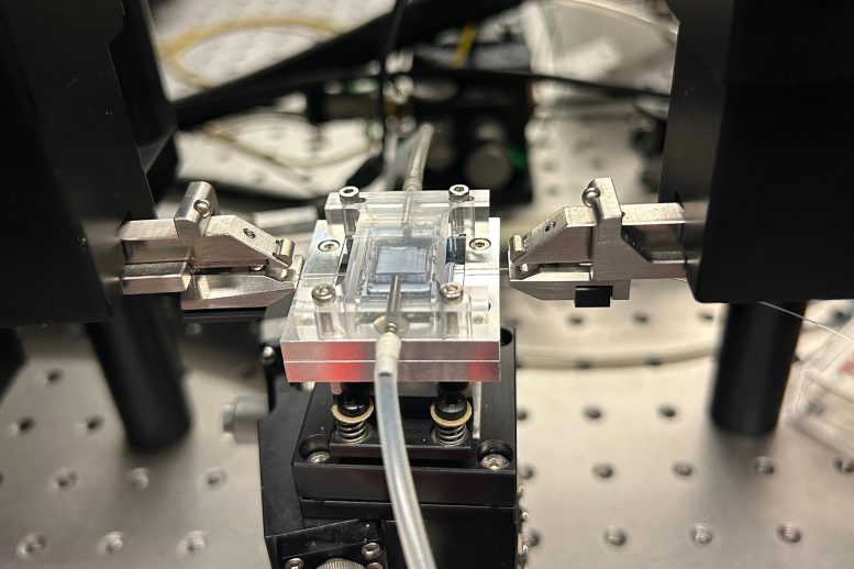 Photonic Chip Sensor for Lead Contamination