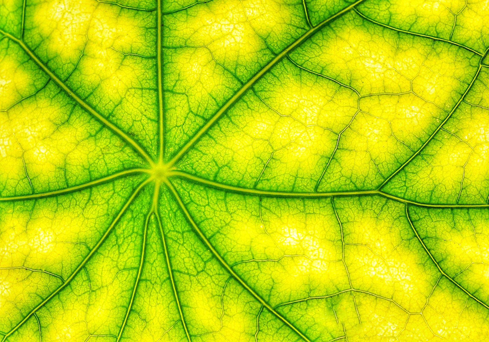 Link Discovered Between Photosynthesis and “Fifth State of Matter”
