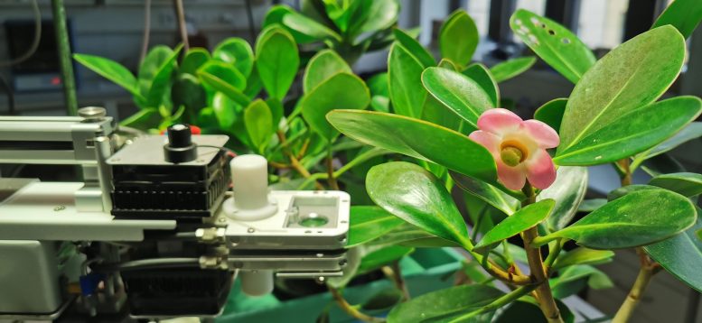 Photosynthesis Measurement on the Clusia minor Tree