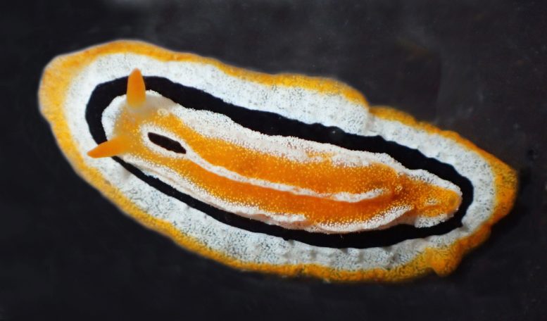 Phyllidia fontjei