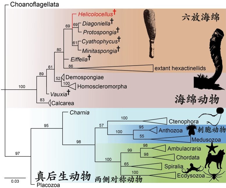 Phylogenetic Position of Helicolocellus