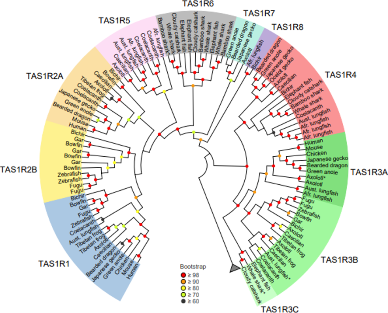 Phylogenetic Tree and the Revised Classification of TAS1R Members Graphic