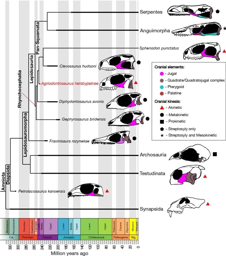 Phylogenetic Tree of Amniote Skulls and Cranial Kinesis