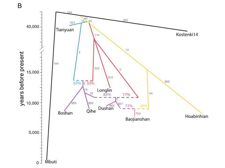 Phylogenetic Tree of Early Asian Populations