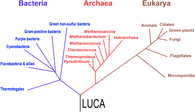 Phylogenetic Tree of Life LUCA