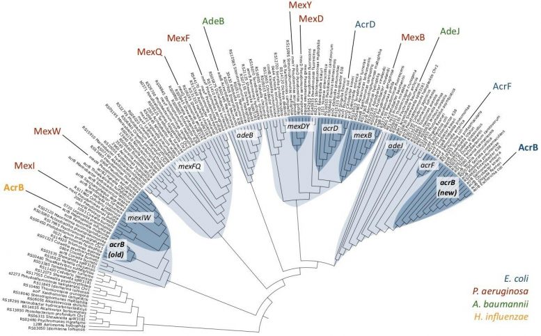 Phylogenetic relationships among a selection of RND-type MDR transporters