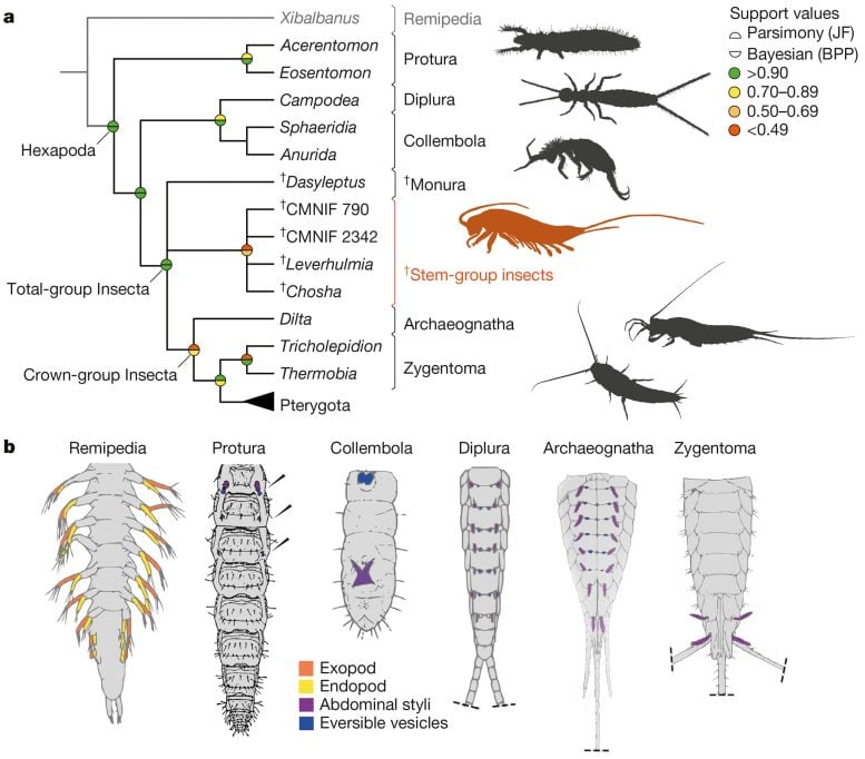 Phylogeny of Early Hexapods