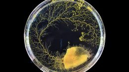 Physarum Spatial Decision Making Growth in Petri Dish