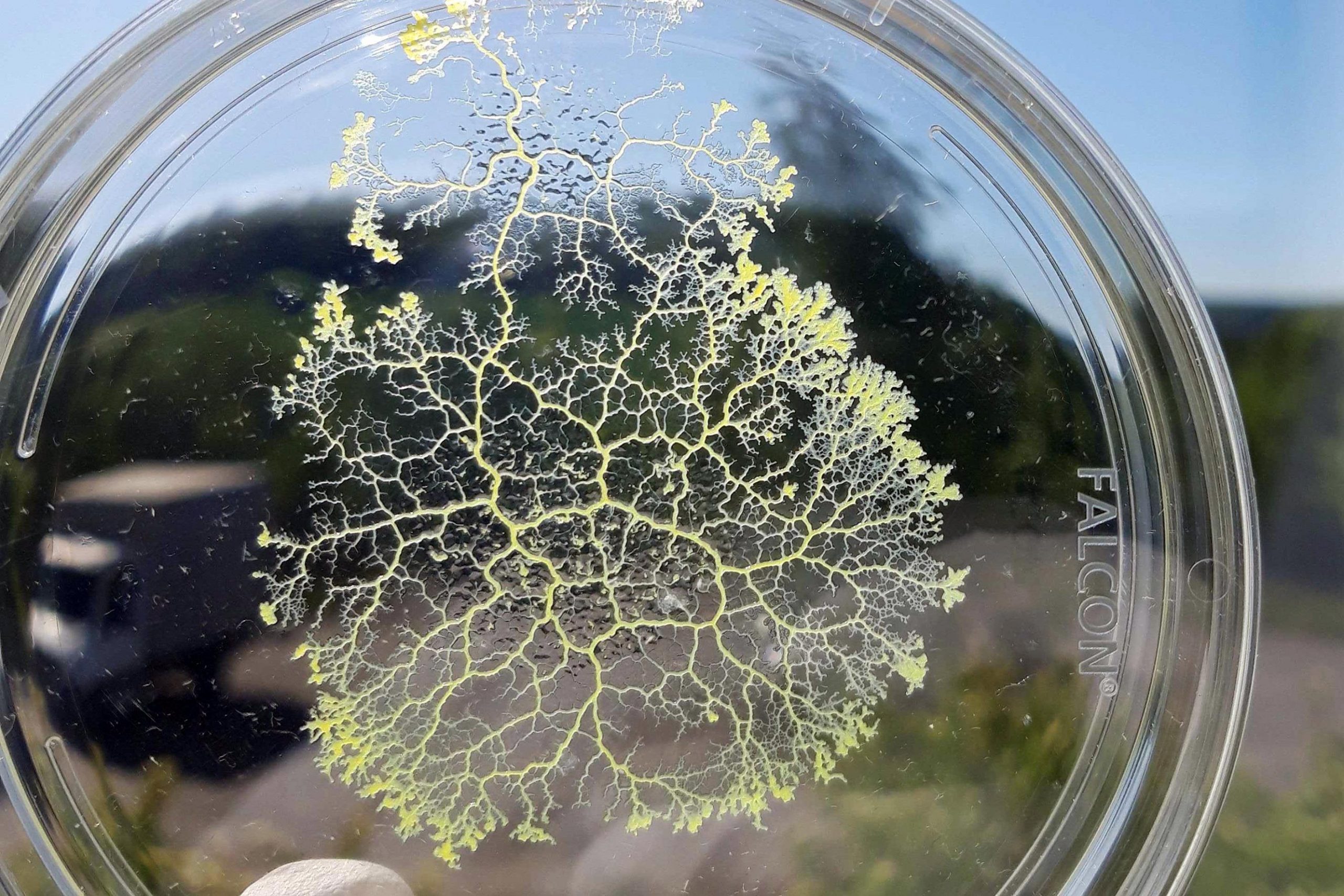 Memory Without a Brain: How a Single Cell Slime Mold Makes Smart Decisions - SciTechDaily