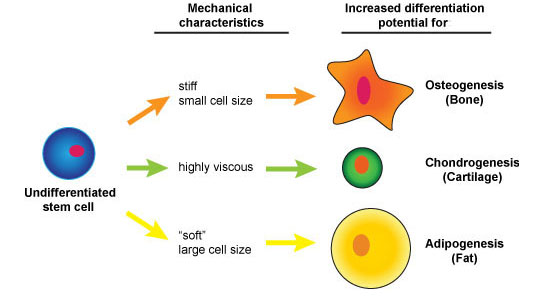 Physical properties predict stem cell use