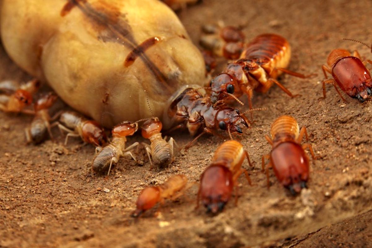 Mystery Solved: Why Termite Kings and Queens Are Monogamous