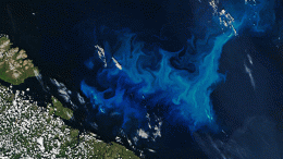 Phytoplankton Barents Sea