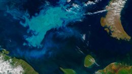 Phytoplankton Bloom Barents Sea
