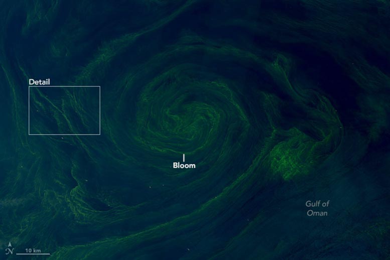 Phytoplankton Gulf of Oman March 2025 Annotated
