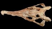 Phytosaur Skull