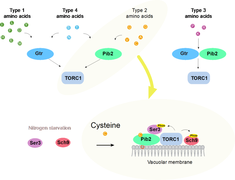 Pib2 Senses Cysteine To Activate TORC1