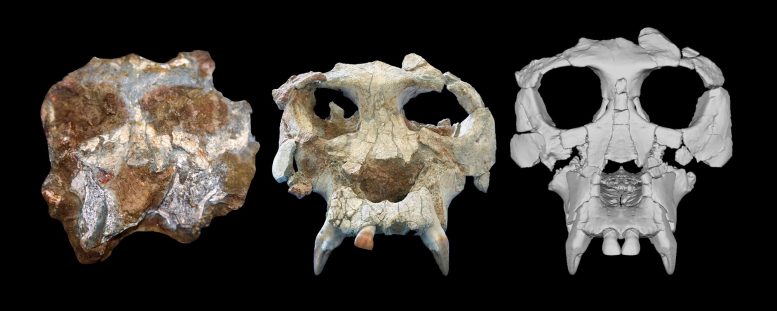 Pierolapithecus Cranium