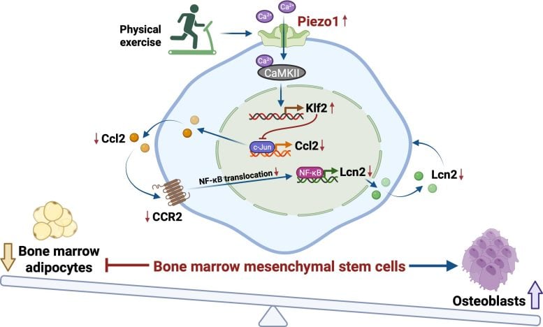 Piezo1 Signaling Pathway Diagram