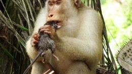 Pig-Tailed Macaque Consuming Rat