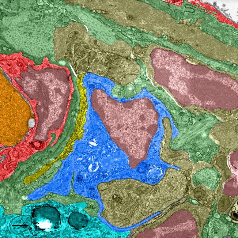 Pigeon Liver Tissue