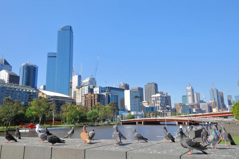 Pigeons in Melbourne Australia
