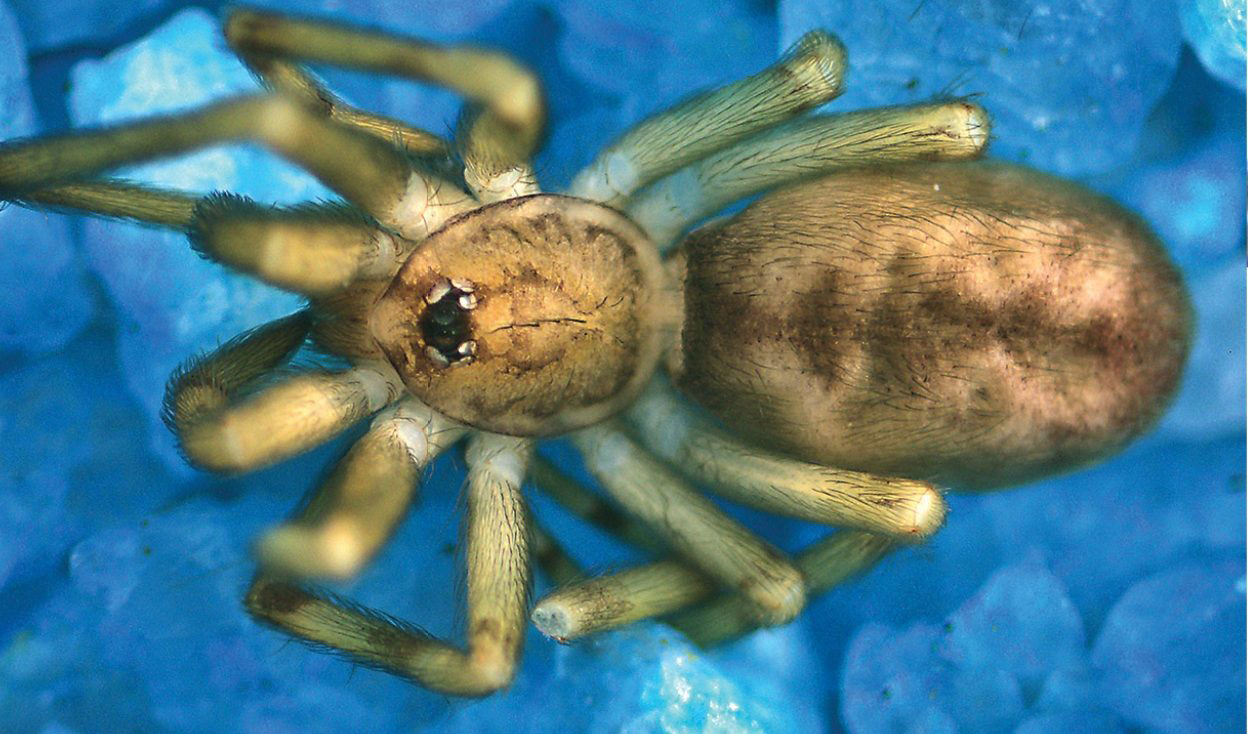 Scientists Discover Tiny New Spider That Hunts Prey 6x Its Size