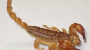 Pilbara Desert Scorpion