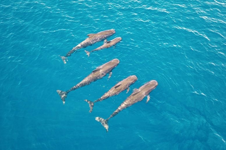 These Giant Whales Eat up to 202 Squid a Day