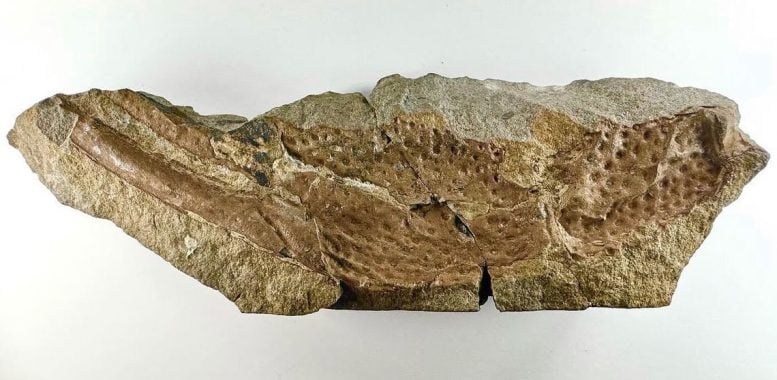 Pincer of Praearcturus Gigas Fossil