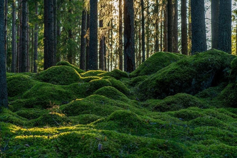 Scientists Uncover Massive Climate Secret Beneath Sweden’s Forests