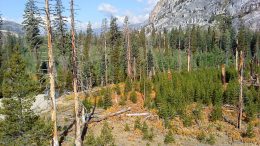 Pine Trees Tuolumne Valley of Yosemite National Park