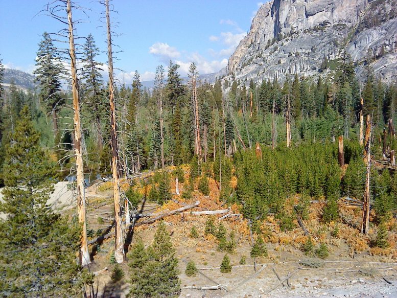 Pine Trees Tuolumne Valley of Yosemite National Park