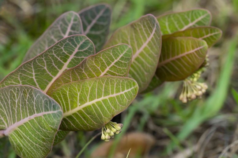 Pinewoods Milkweed Asclepias humistrata