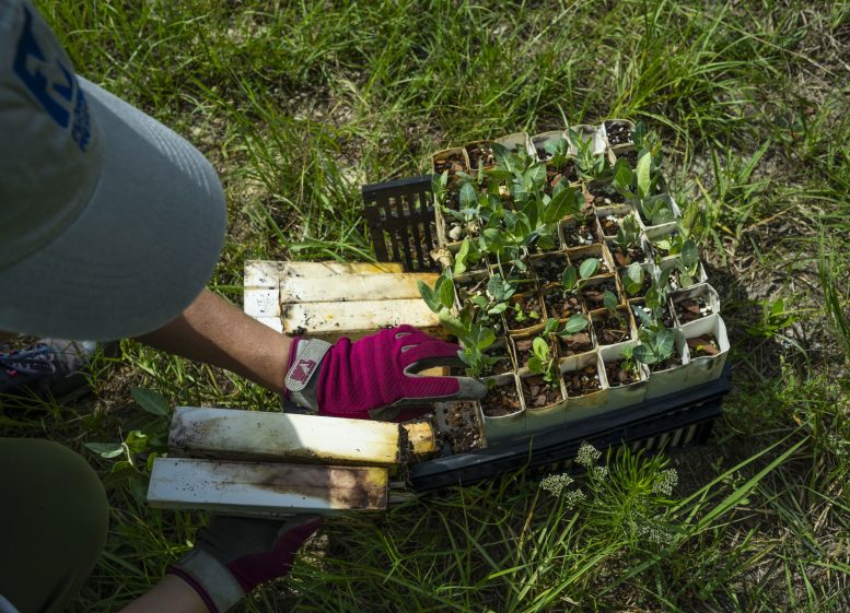 Pinewoods Milkweed Seedlings in Elongated Pots