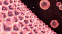 Pink Skin Cells Illustration