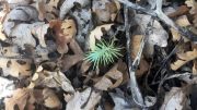 Pinyon Pine Seedling