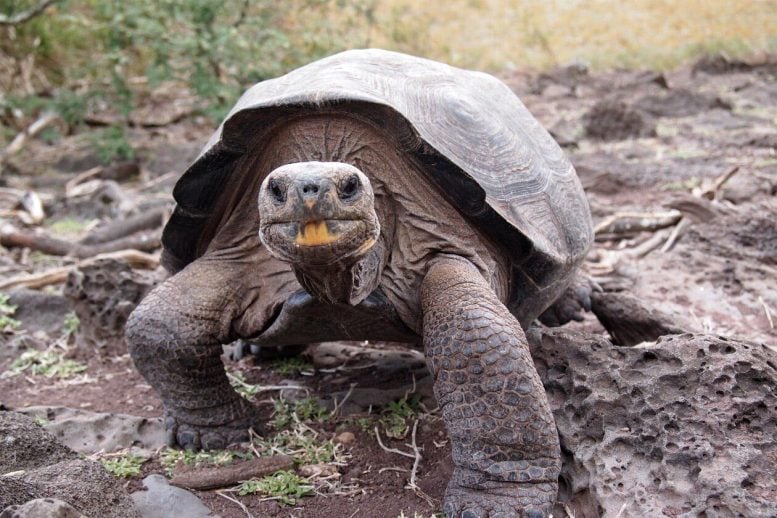 Pinzón Saddleback Tortoise